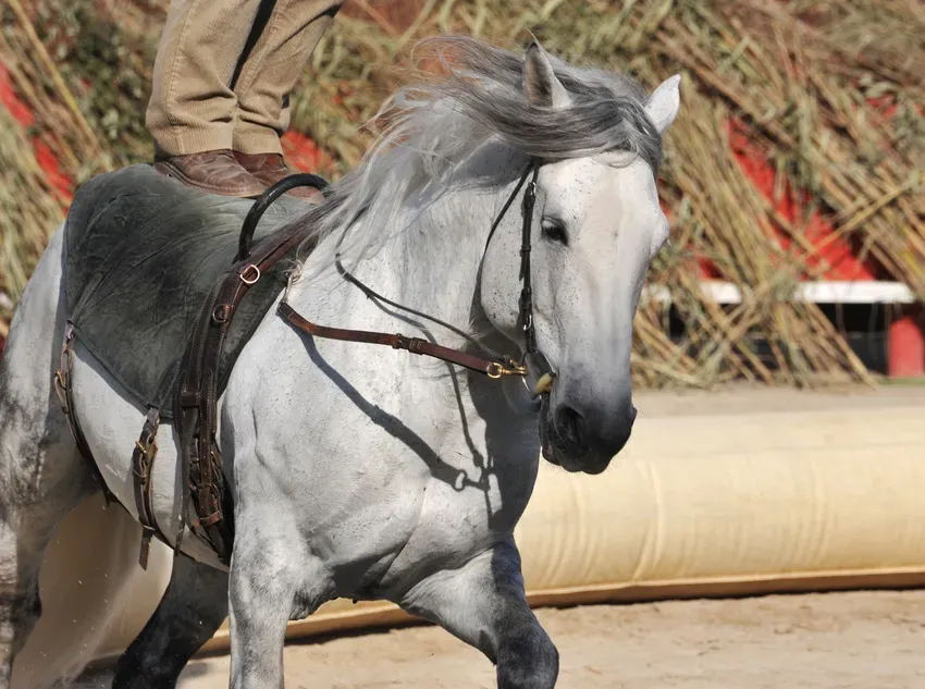 Voltige dressage et amazone près de Urt
