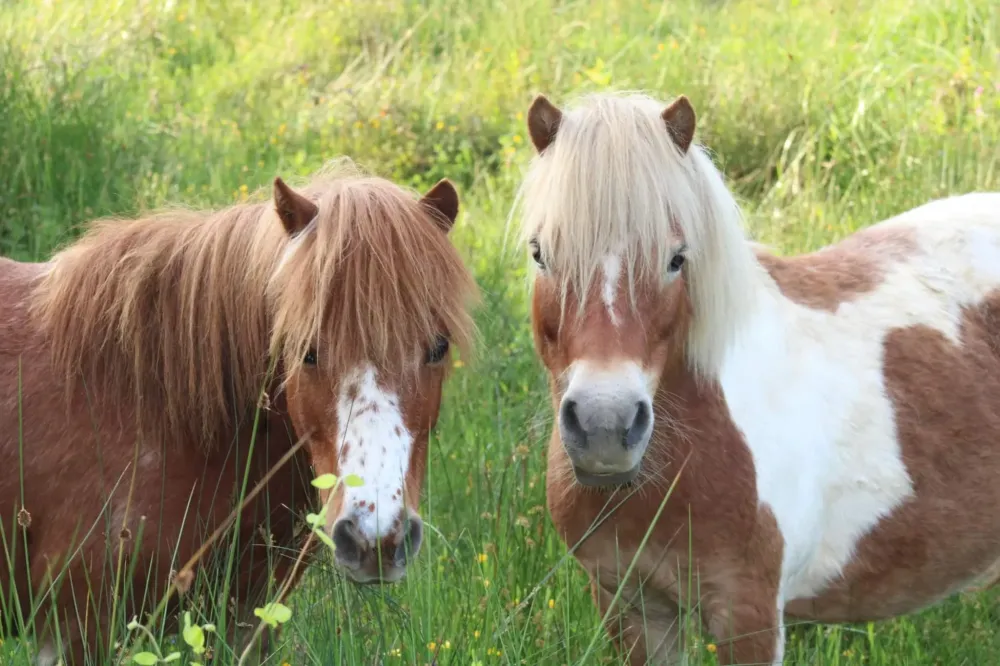 Les Ecuries Linagua photos (1)