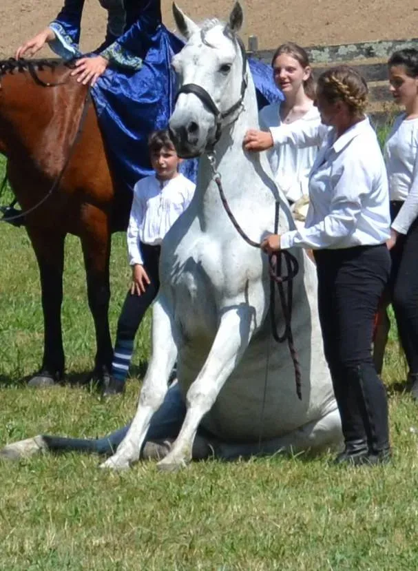 Les Ecuries Linagua photos (3)