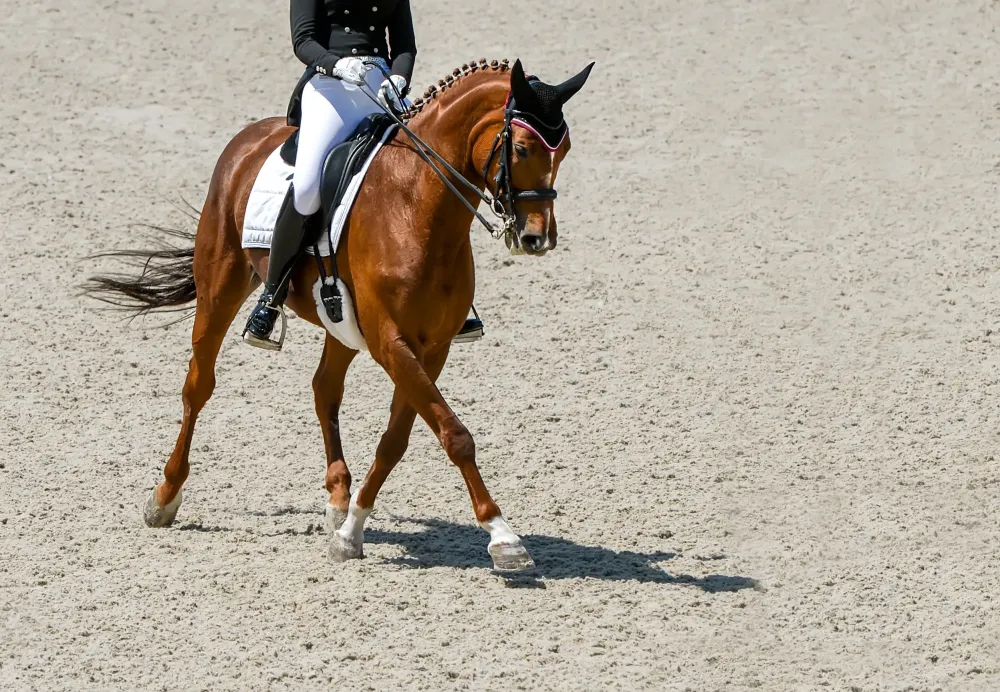 Dressage